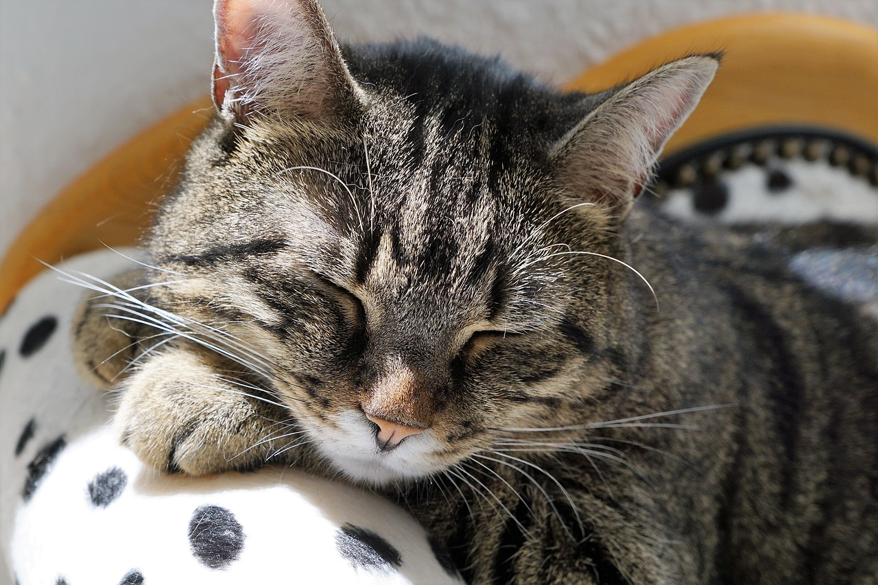 The Mystery of Sleep and Dreams - How does it Affect Consciousness?